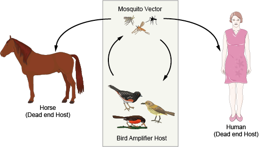 The transmission cycle of West Nile Virus
